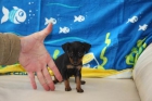 Pinscher mini Malaga - mejor precio | unprecio.es