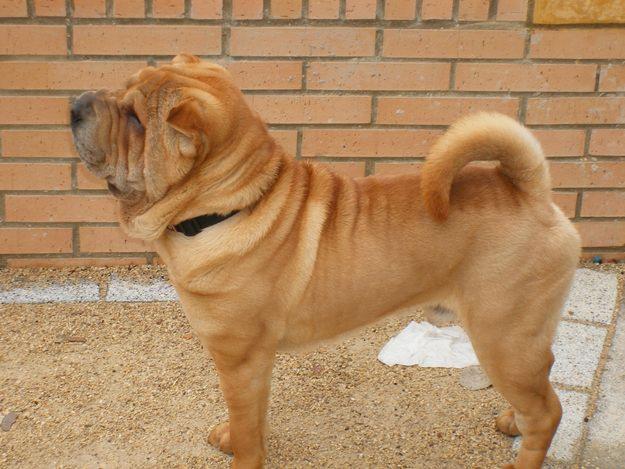 Precioso Shar Pei macho para montas