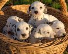 preciosos cachorritos de DALMATA CON PEDIGREE 350 EUROS - mejor precio | unprecio.es