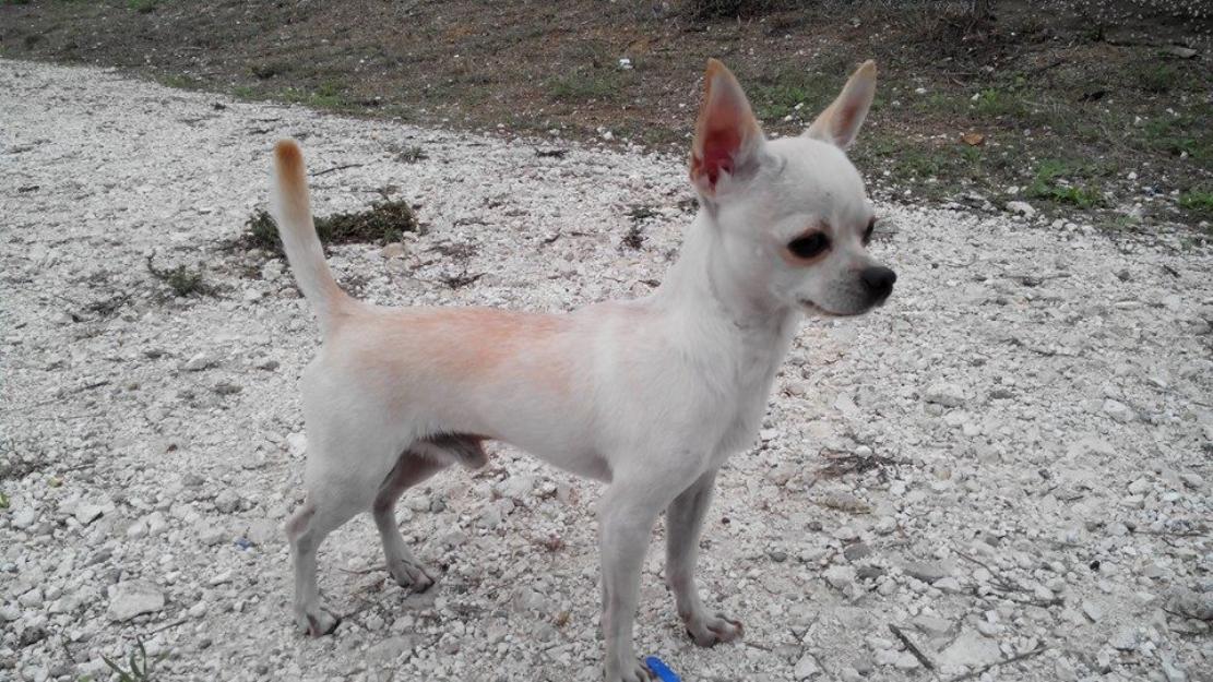 Se ofrece monta a cambio de un cachorro!