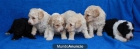 PERROS DE AGUA ESPAÑOL - mejor precio | unprecio.es