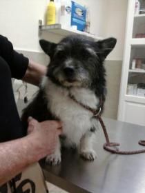 - PROTECTORA:  ADOPTA PERRITOS ADULTOS ---
