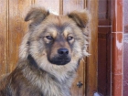 BIMBO PERRITO MUY GUAPO Y SOCIABLE - mejor precio | unprecio.es