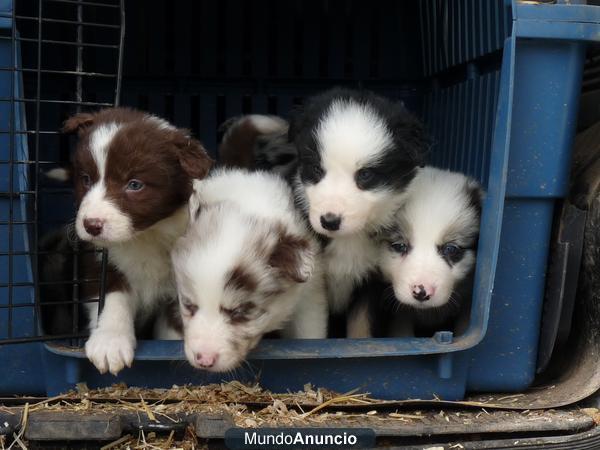 Border Collie Red Merle, Chocolate