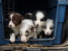 Border Collie Red Merle, Chocolate - mejor precio | unprecio.es