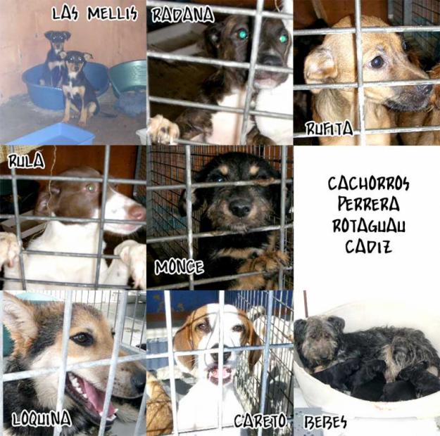 Cachorros que buscan casa, entra y conocelos