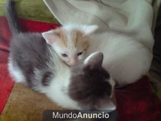 Dos mini gatitos para adoptar