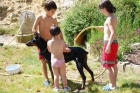 Excepcional camada de Doberman - mejor precio | unprecio.es