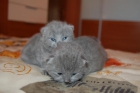 Gatitos British Shorthair - mejor precio | unprecio.es