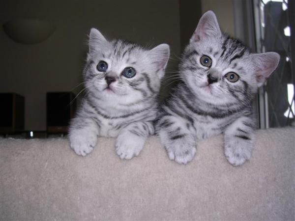 lindo gatitos persa para un buen hogar