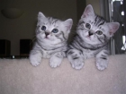 lindo gatitos persa para un buen hogar - mejor precio | unprecio.es