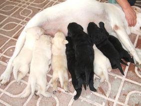 Oportunidad cahorros labradores