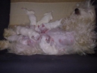 PRECIOSA CAMADA DE BICHON MALTES - mejor precio | unprecio.es