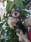 SE VENDE YORKSHIRE!!! - mejor precio | unprecio.es