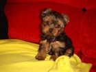 vendo cachorros de yorkshire terrier - mejor precio | unprecio.es