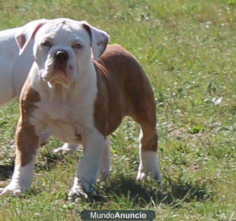 Bulldog Americano