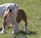 Bulldog Americano - mejor precio | unprecio.es