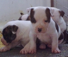 cachorrros de american estafforshire americanos - mejor precio | unprecio.es