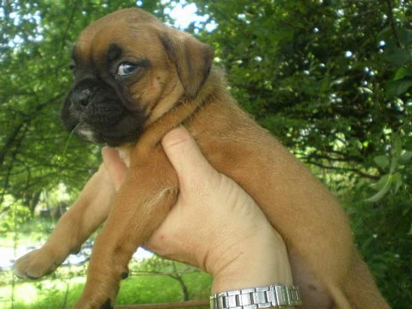 camada de Boxer