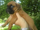 camada de Boxer - mejor precio | unprecio.es