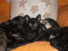 CAMADA DE CUATRO NEGRIS EN ADOPCION-BARCELONA - mejor precio | unprecio.es