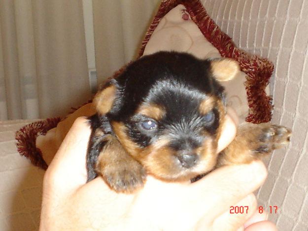 DISPONIBLES HEMBRAS Y MACHOS,UNA VERDADERA PRECIOSIDAD.YORKSHIRES