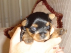 DISPONIBLES HEMBRAS Y MACHOS,UNA VERDADERA PRECIOSIDAD.YORKSHIRES - mejor precio | unprecio.es