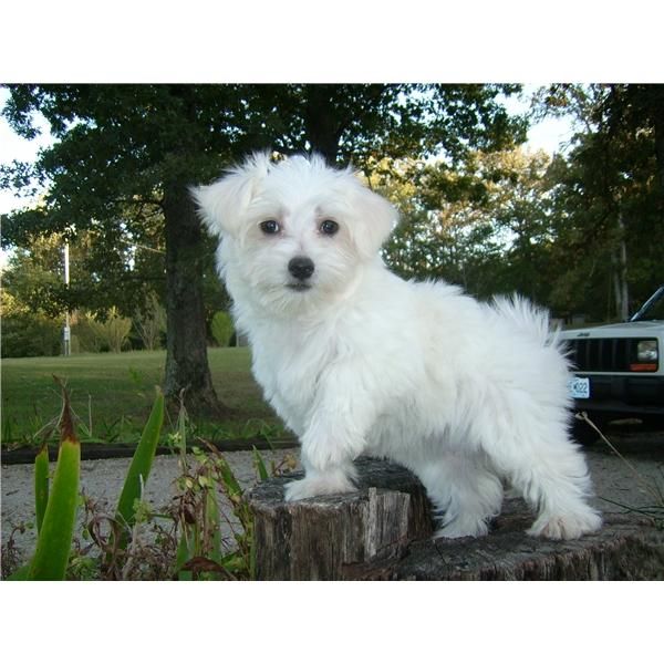 mujer preciosa maltés Cachorro.