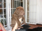 ofrezco cachorro de shar`-pei - mejor precio | unprecio.es