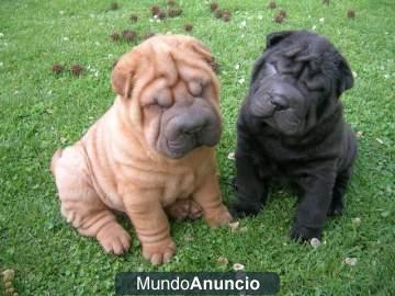 Regalo Excelentes SHAR PEIS