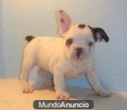 Bulldog Frances Camada de Calidad con Pedigre - mejor precio | unprecio.es