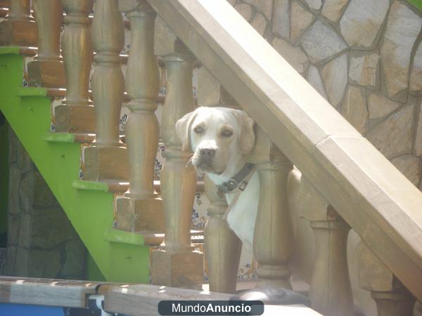 Busco novia labradora color blanca