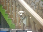 Busco novia labradora color blanca - mejor precio | unprecio.es