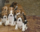 CACHORROS DE BEAGLE MUY BONITOS - mejor precio | unprecio.es