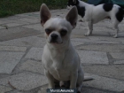 chihuahuas cachorritos - mejor precio | unprecio.es