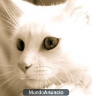 DOY GATITO BLANCO DE 6 MESES EN ADOPCIÓN - mejor precio | unprecio.es