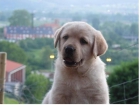 Excelente Labrador Retriever - mejor precio | unprecio.es