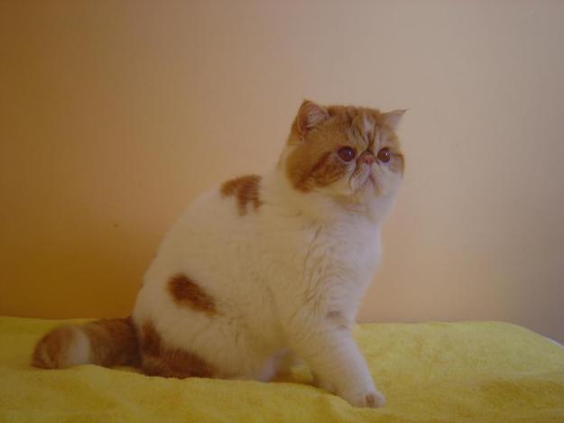 Gato exotico