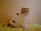 Gato exotico - mejor precio | unprecio.es