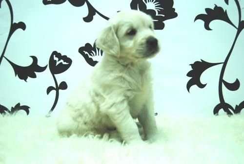 Golden Retriever  - Cachorretes de pura Raza - www.animalflower.es