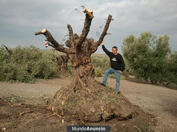 olivos centenarios ornamentales