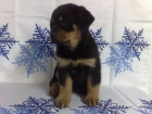 ROTTWEILER CACHORRITOS LISTOS PARA ENTREGAR - mejor precio | unprecio.es