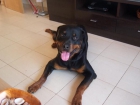 rottweiler de primera calidad en liqidacion - mejor precio | unprecio.es