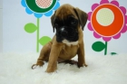 BOXER -_-_- CALIDAD , SERIEDAD Y COMPROMISOM _-_- En www.animalflower.com solo - mejor precio | unprecio.es