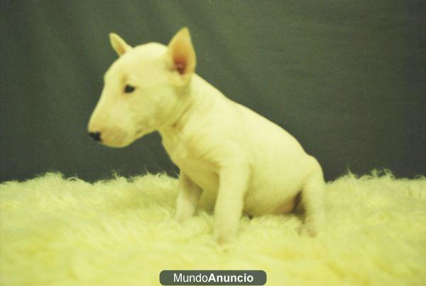 BULLTERRIER MINIATURA CACHORROS DE CALIDAD FOTOS REALES