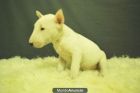 BULLTERRIER MINIATURA CACHORROS DE CALIDAD FOTOS REALES - mejor precio | unprecio.es
