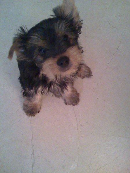 Busco novia para mi yorky