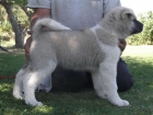 Cachorras Akita Americano,descendientes y hermanas de Campeones - mejor precio | unprecio.es