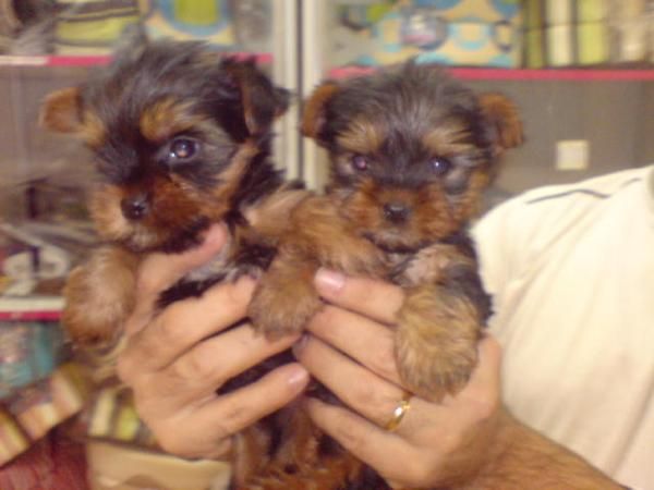 CACHORRITOS DE YORKSHIRE, PRECIOSOS 550 EUROS