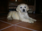 cachorros de GOLDEN RETRIEVER con PEDIGREE 390 - mejor precio | unprecio.es